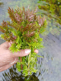 Hygrophila difformis 'Variegated'